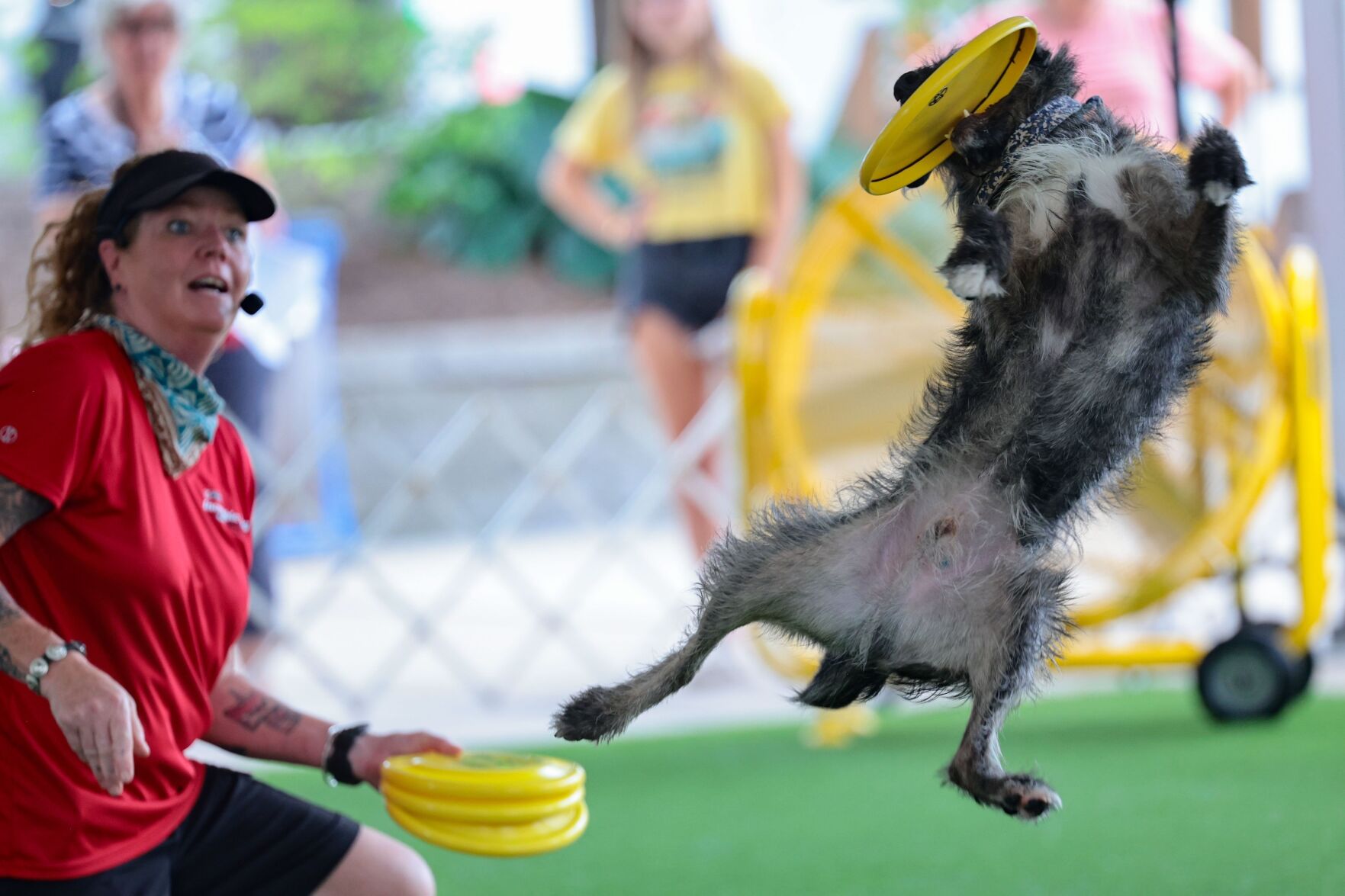 Purina dogs showcase skills at Union Station